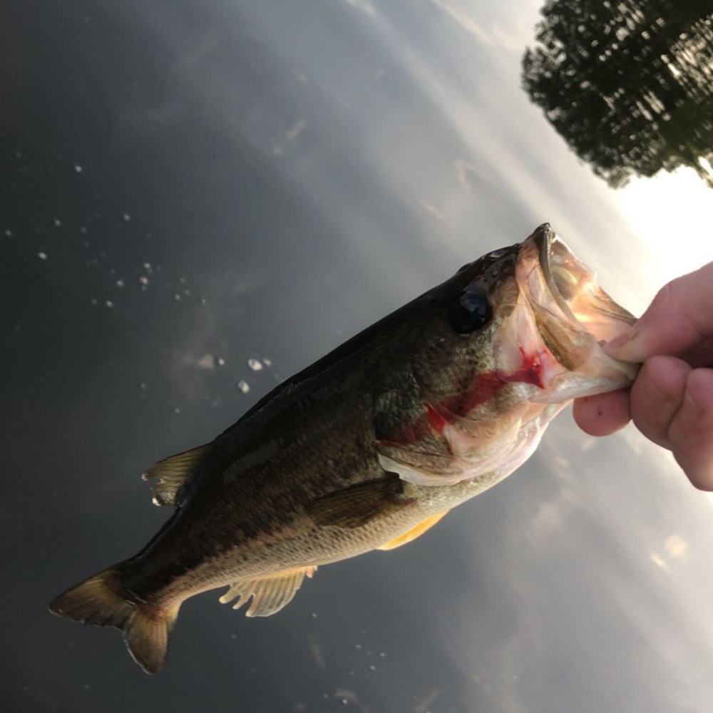 Meet your Posher, Ryder